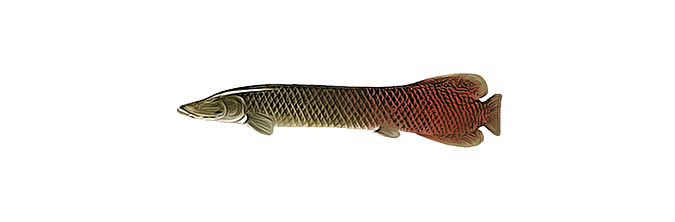 Рыба Пираруку Фото