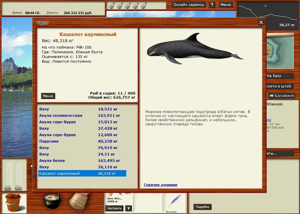 КАШАЛОТ КАРЛИКОВЫЙ.jpg