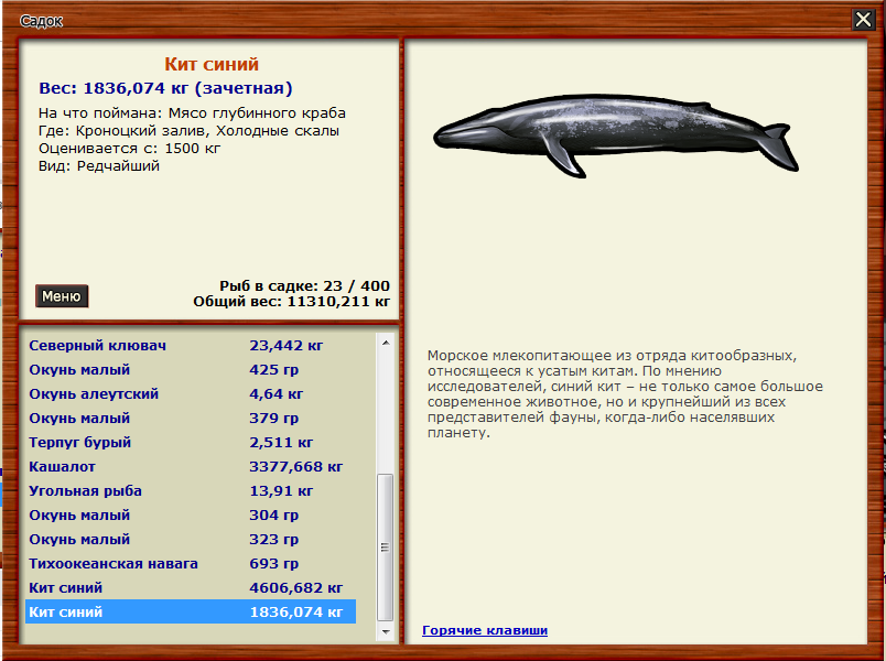 Сколько кит размер. Синий кит длина и вес. Сколько весит синий кит. Сколько весит синий кит длина.