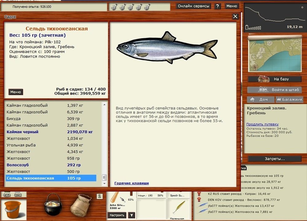 Сельдь тихоокеанская.jpg