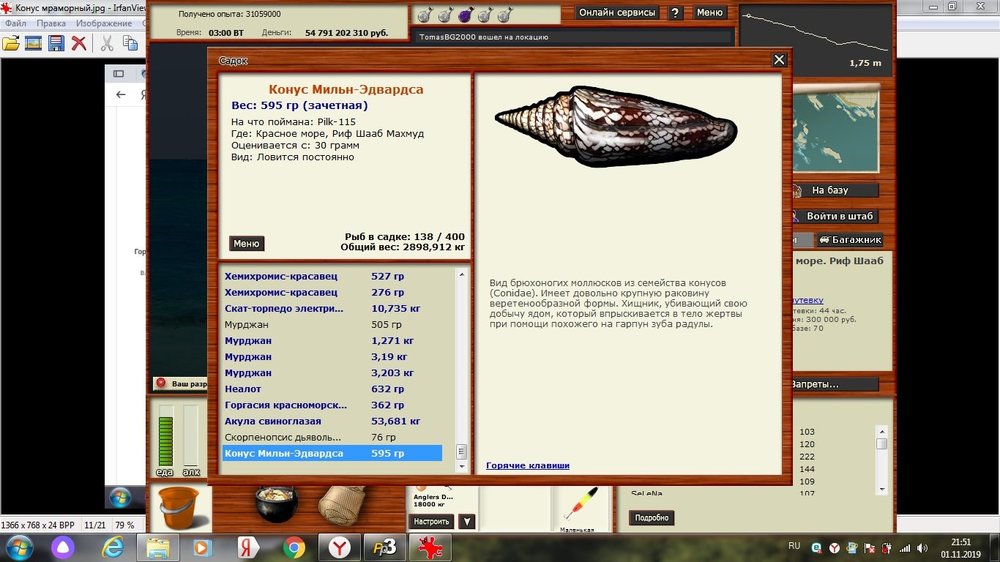 Конус Мильн-Эдвардса.jpg