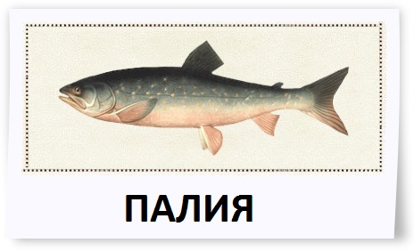 Рыба Палия Фото И Описание