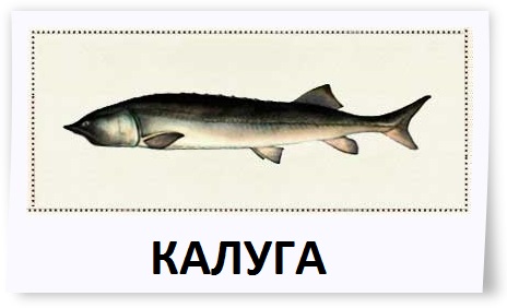 Рыба Калуга Фото Цена