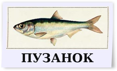 Рыба Пузанок Фото