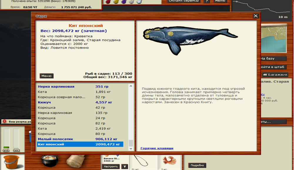 кит японский.png