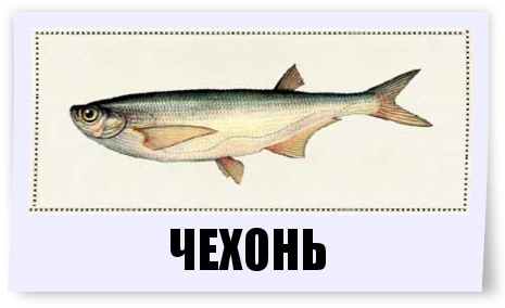 Чехонь Рыба Фото