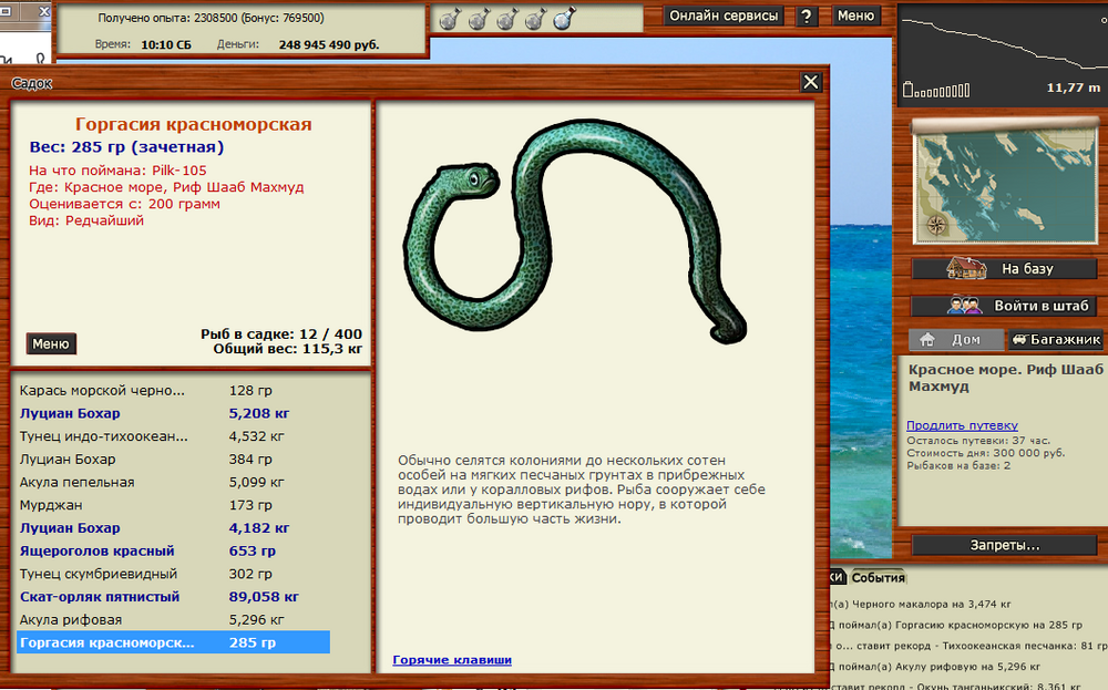 ГОргасия красноморская.png