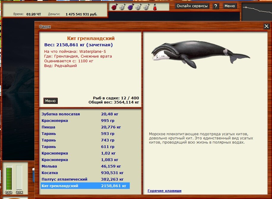 Кит гренландский.jpg
