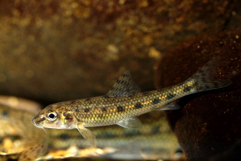 Gobio_gobio2.jpg
