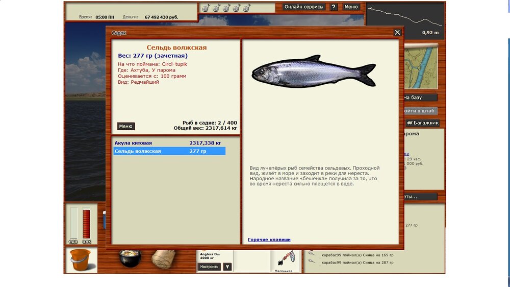Сельдь волжская - С - Форум Русской Рыбалки