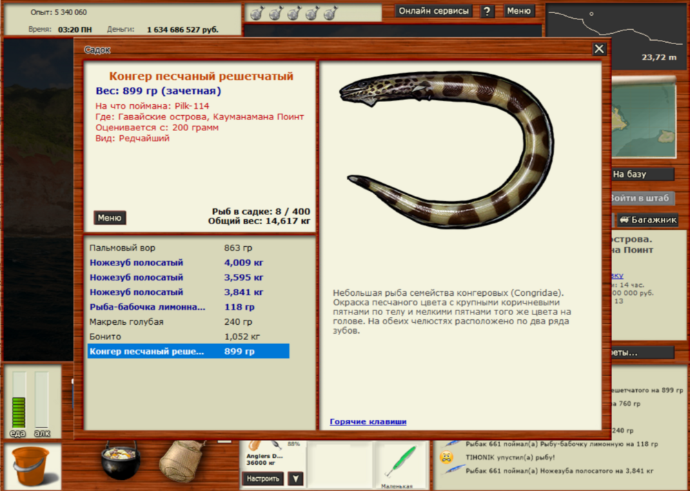 Конгер решетчатый.png