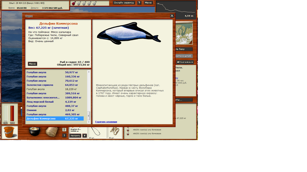 Дельфин Коммерсона2.png