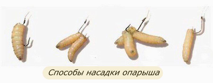 Oparysh.jpg
