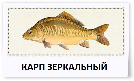 %D0%9A%D0%B0%D1%80%D0%BF%20%D0%B7%D0%B5%