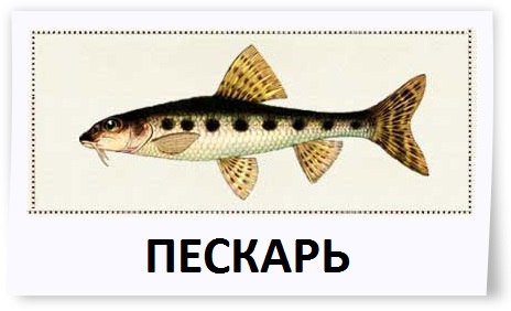 Peskari.jpg