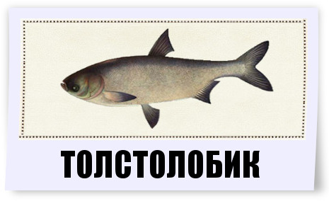 6bb600962f64.jpg